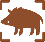 イノシシ、鳥獣害イメージ